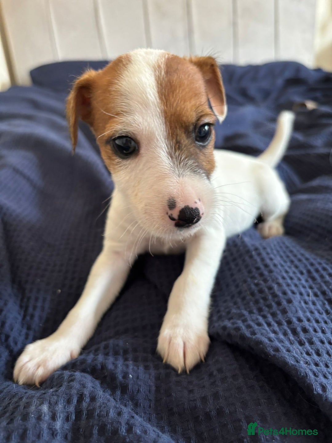 Jack Russell dogs for sale: Gorgeous jack russle puppies  - Image 6