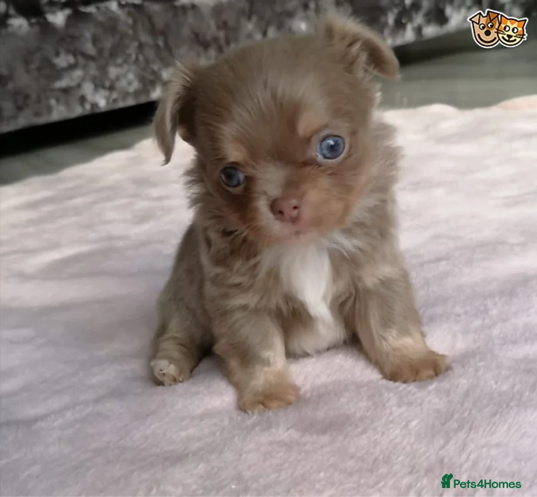 Chihuahua dogs for stud: Lilac and tan Russian import stud dog DNA tested in Rotherham - Advert 12