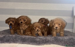 Miniature Poodle dogs for sale: Gorgeous apricot miniature poodle puppies - Image 7