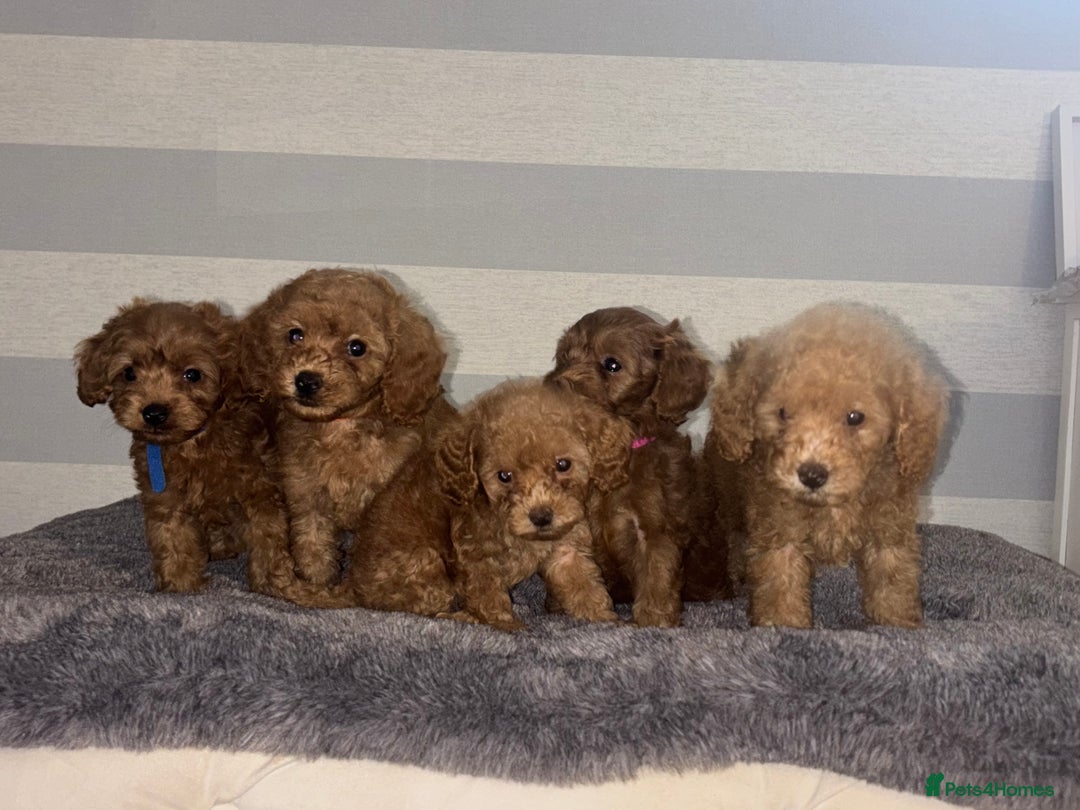 Miniature Poodle dogs for sale: Gorgeous apricot miniature poodle puppies - Image 7