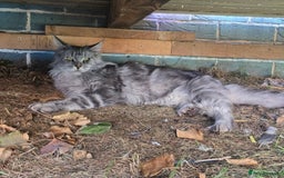 Maine Coon cats for sale:  GCCF Champion Title Maine Coon - Image 6