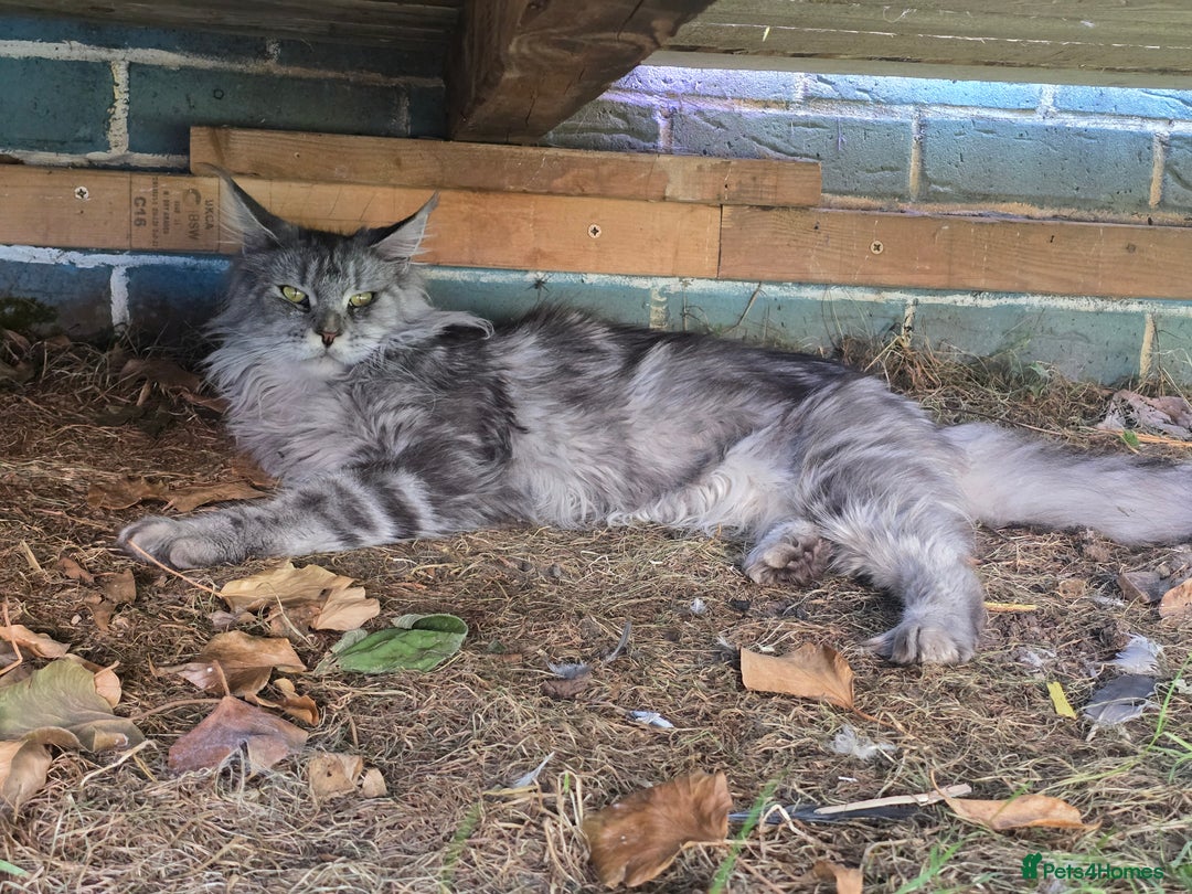 Maine Coon cats for sale:  GCCF Champion Title Maine Coon - Image 6