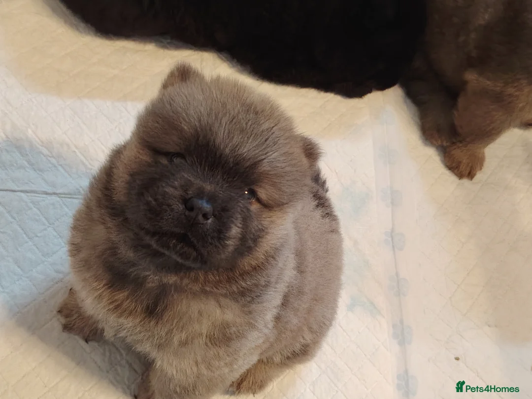 Chow Chow dogs for sale:  Beautiful Chow Chow Puppies – KC Registered 🐻 - Advert 2
