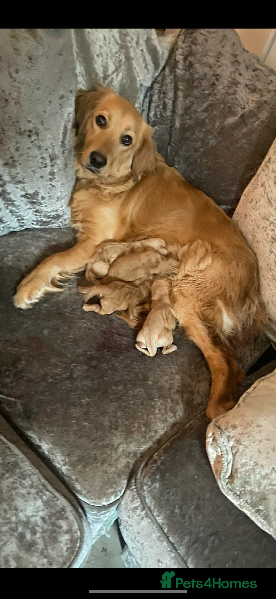 Labrador Retriever dogs for stud: Pedigree Health tested Fox Red Labrador for stud  in Wolverhampton - Advert 30