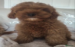 Cavapoo dogs for sale: 💙fox red cavapoo puppies💙 - Image 6