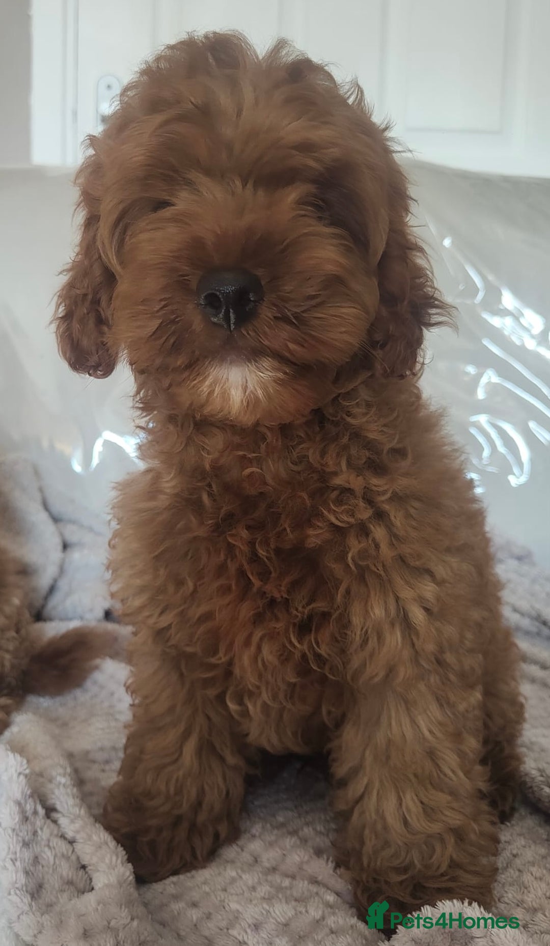 Cavapoo dogs for sale: 💙fox red cavapoo puppies💙 - Image 6
