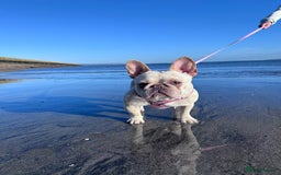 French Bulldog dogs for sale: French bulldog - Image 20