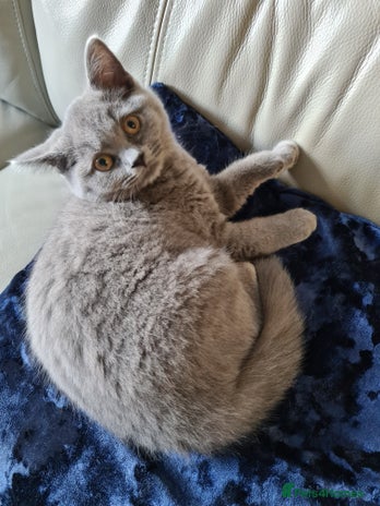 British Shorthair cats - Advert 6