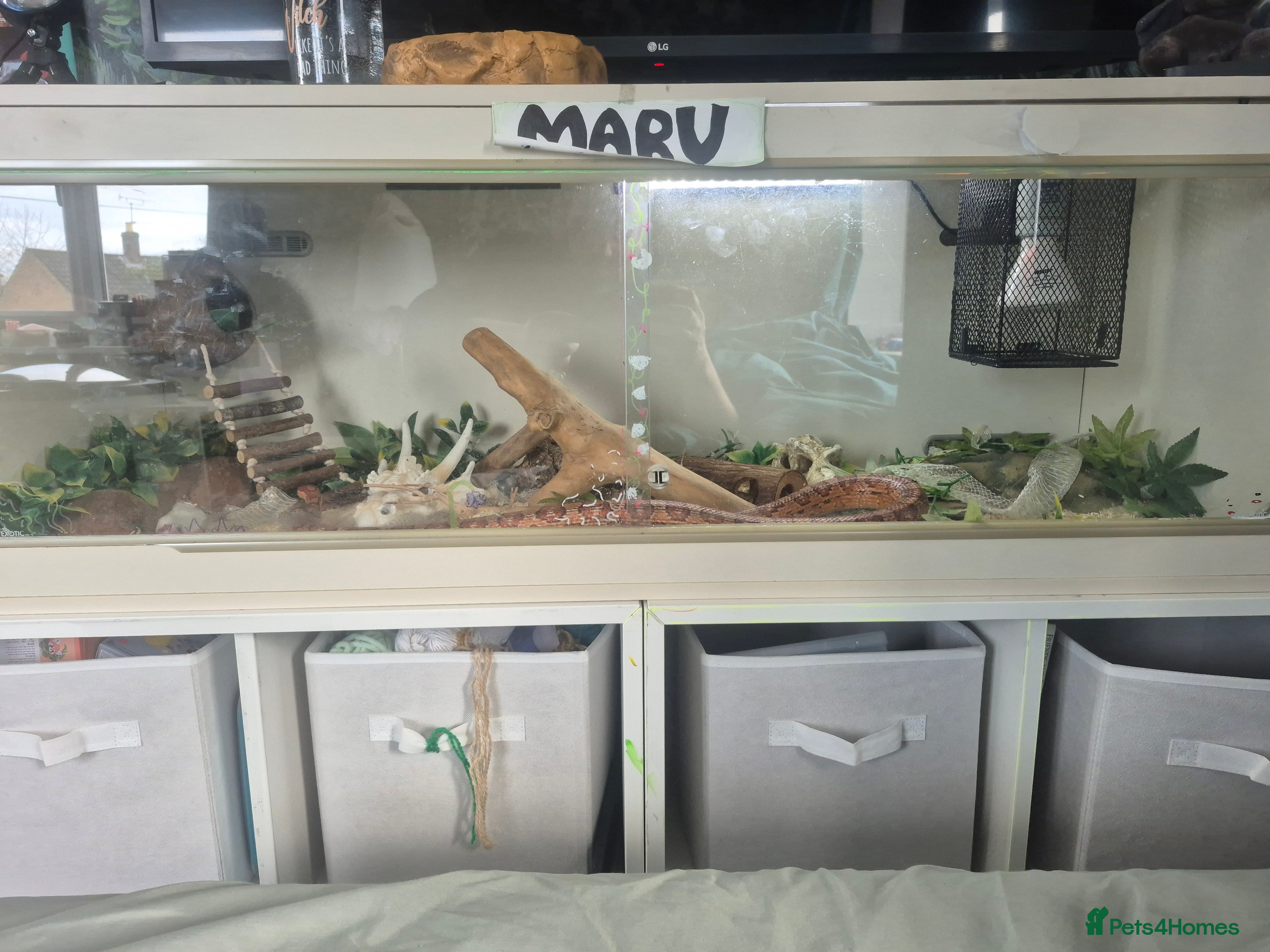 Corn Snake reptiles Corn Snake needs a new home in Harrogate - Advert 6