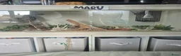Corn Snake reptiles for sale: Corn Snake needs a new home in Harrogate - Advert 1