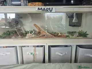 Corn Snake reptiles Corn Snake needs a new home in Harrogate - Advert 2