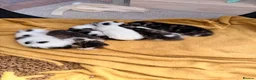 Mixed Breed cats for sale: Kittens  - Advert 7