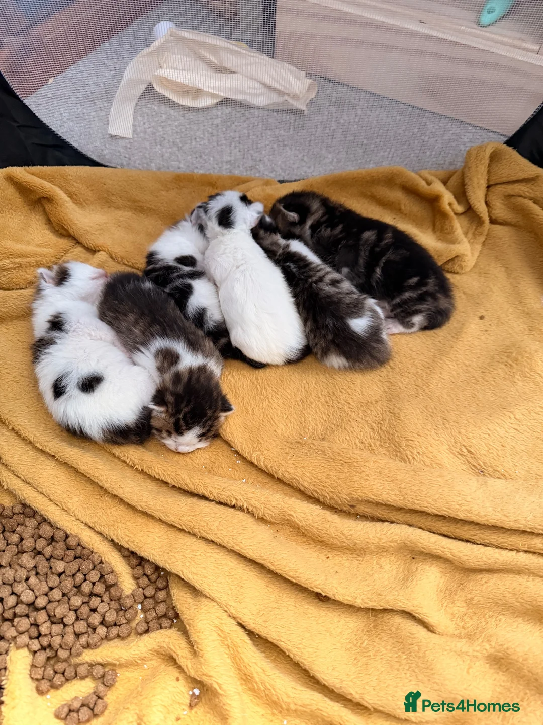 Mixed Breed cats for sale: Kittens  - Advert 7