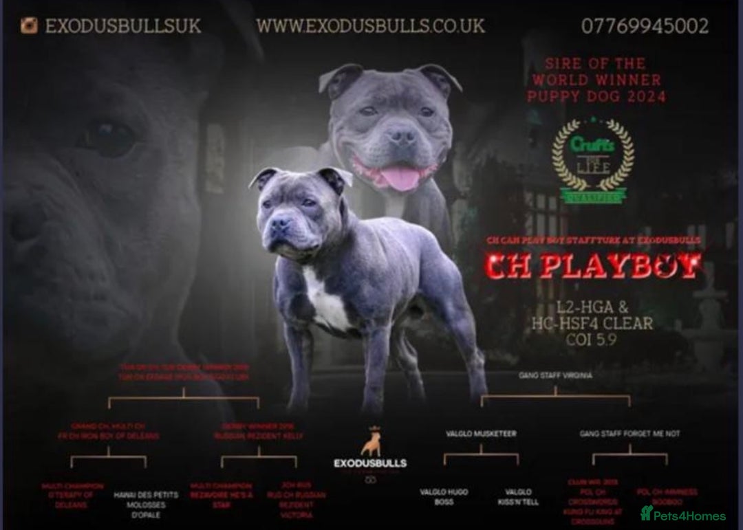 Staffordshire Bull Terrier dogs for sale: Champion Blue Staffordshire Bull Terrier Puppies - Image 9