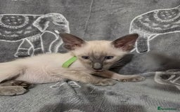 Siamese cats for sale: Gorgeous little cuddle buddies - Image 8