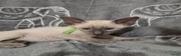 Siamese cats for sale: Gorgeous little cuddle buddies - Advert 8