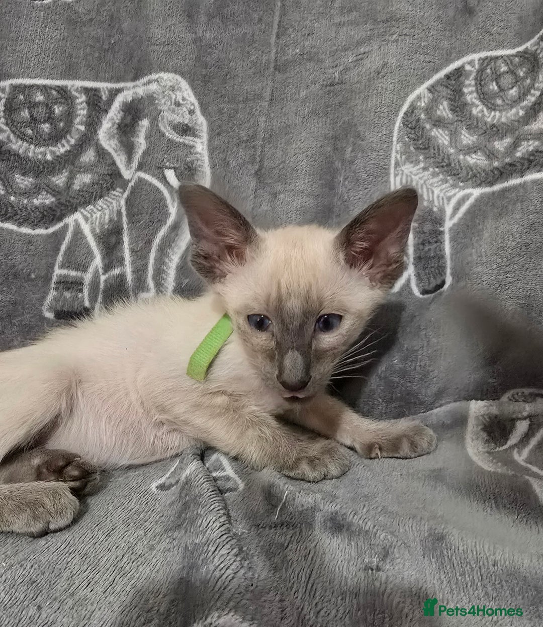 Siamese cats for sale: Gorgeous little cuddle buddies - Image 8