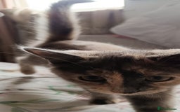 Mixed Breed cats for sale: Maine coon X ragdoll X English short haired  - Advert 17