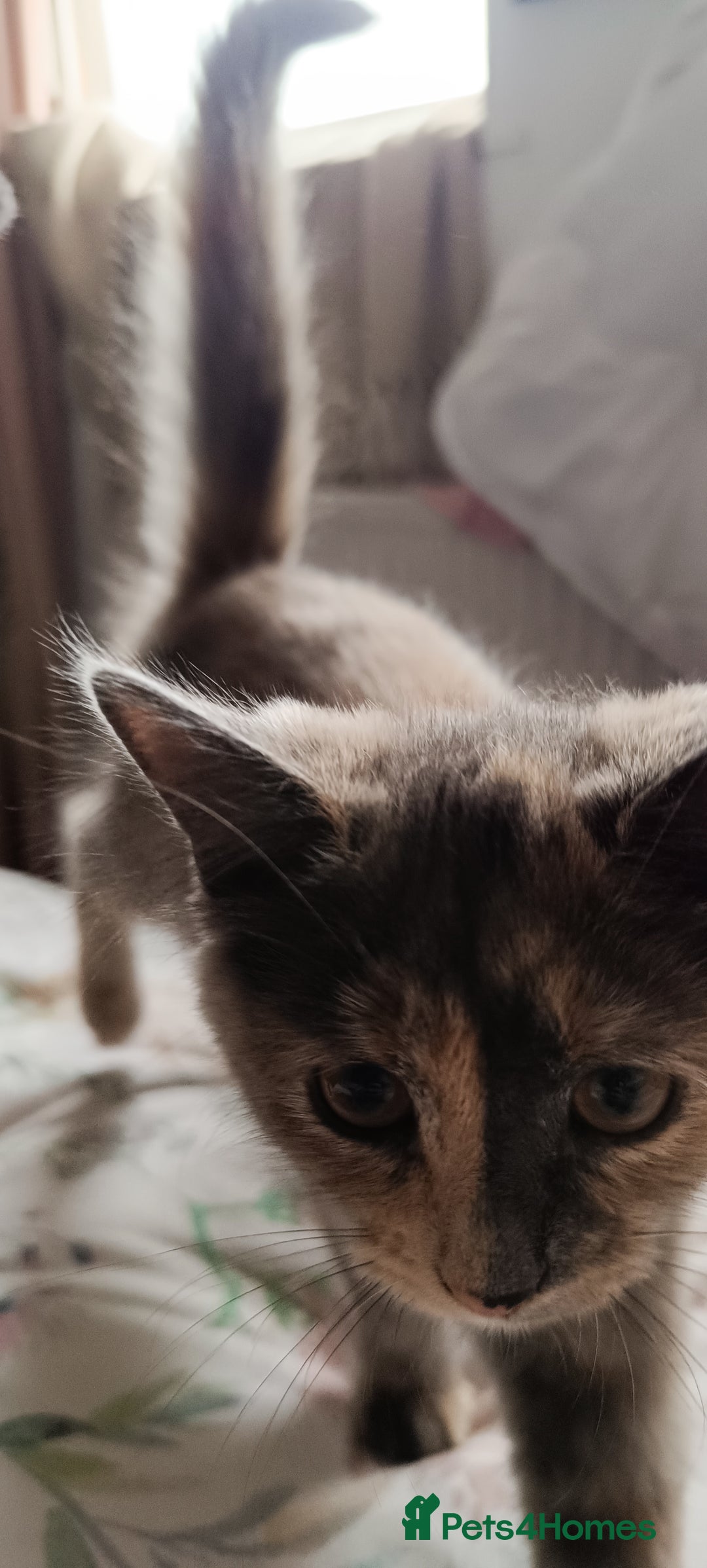 Mixed Breed cats for sale: Maine coon X ragdoll X English short haired  - Advert 17