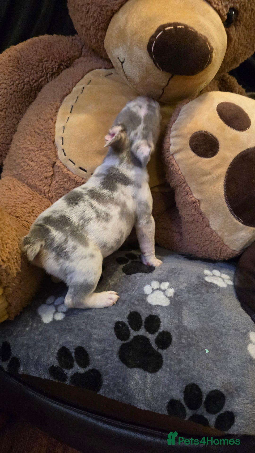 French Bulldog dogs for sale: FRENCH BULLDOG ** - Image 11