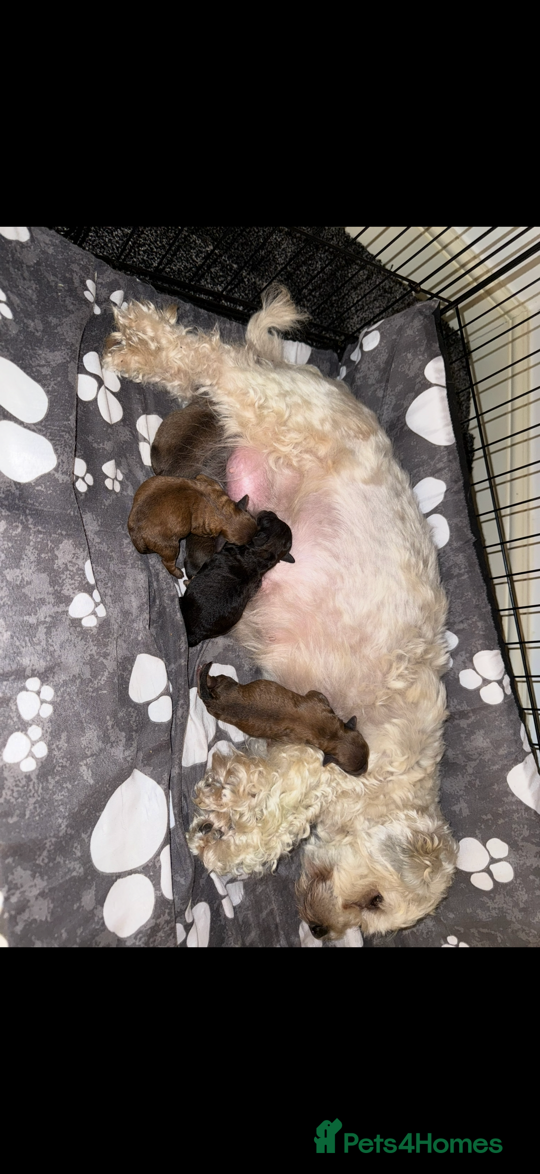 Maltipoo dogs for sale: **Beautiful chocolate/apricot Malitpoo pups**  - Advert 10