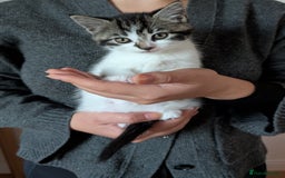 Mixed Breed cats for sale: Adorable Kittens - Litter Trained - Image 7