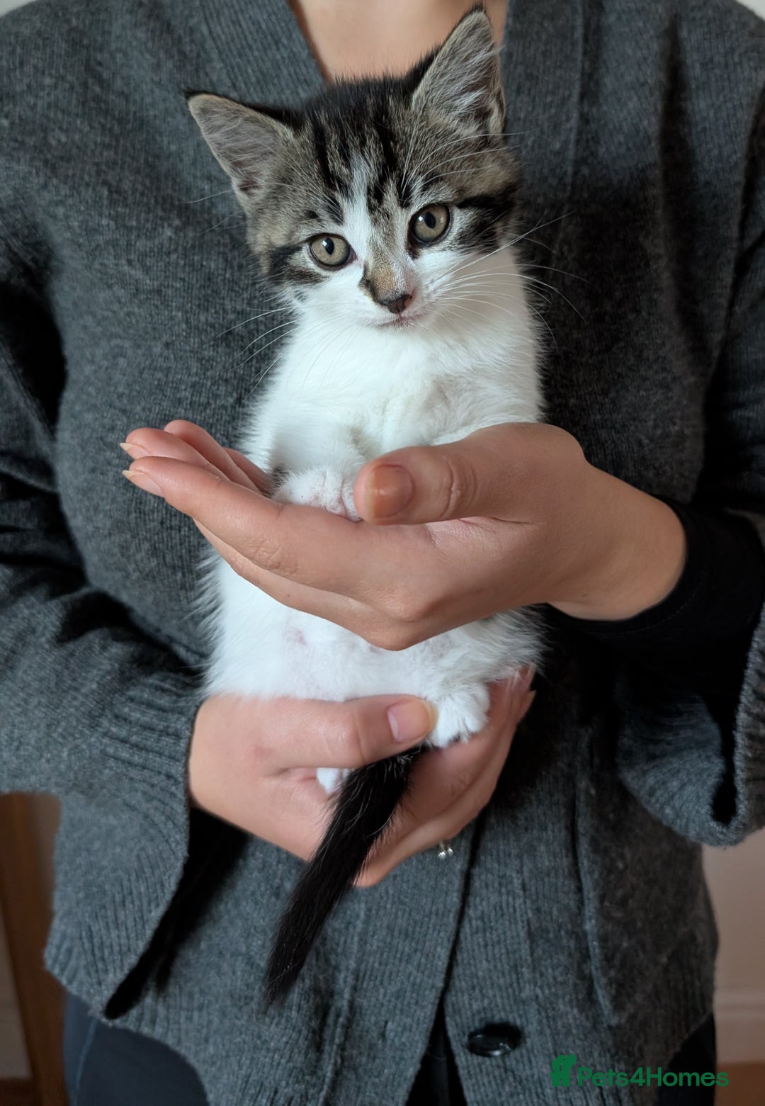 Mixed Breed cats for sale: Adorable Kittens - Litter Trained - Image 7