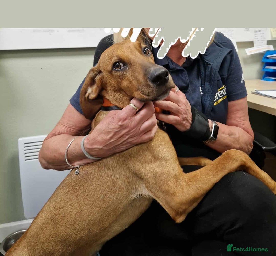 Mixed Breed dogs for adoption: MYRTLE - 6 months old, Girl Pup, Mixed Breed - Image 8