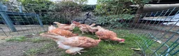 Chickens poultry for sale: Chicken for sale  - Advert 3