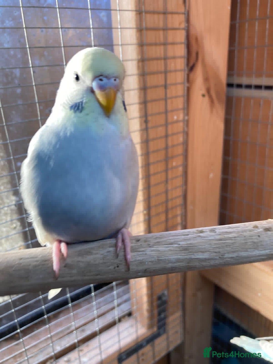 Budgerigars birds for sale: Baby budgies aviary bred  - Advert 1