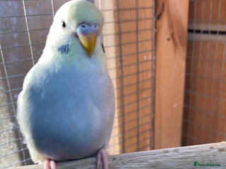 Budgerigars birds Baby budgies aviary bred - Advert 2