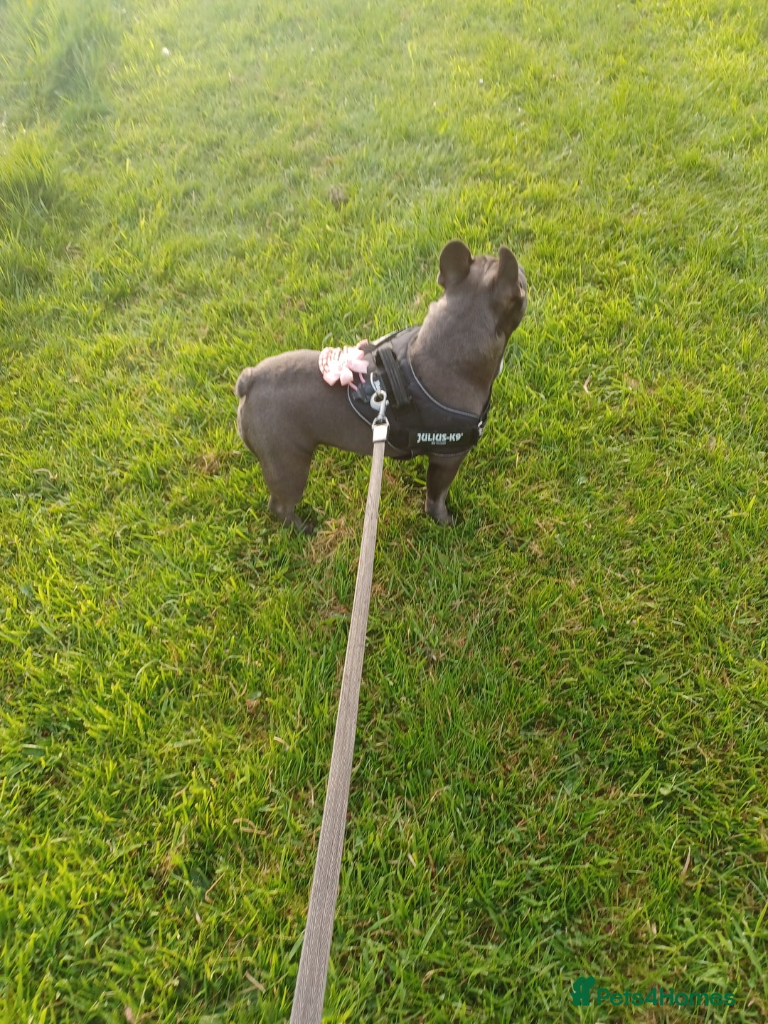 French Bulldog dogs for sale: 3 year old frenchie - Advert 4