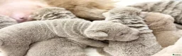 Shar Pei dogs for sale: Fifty Shades Of Lilac Sharpie Pups (5 Boys/3 Girl) - Advert 4