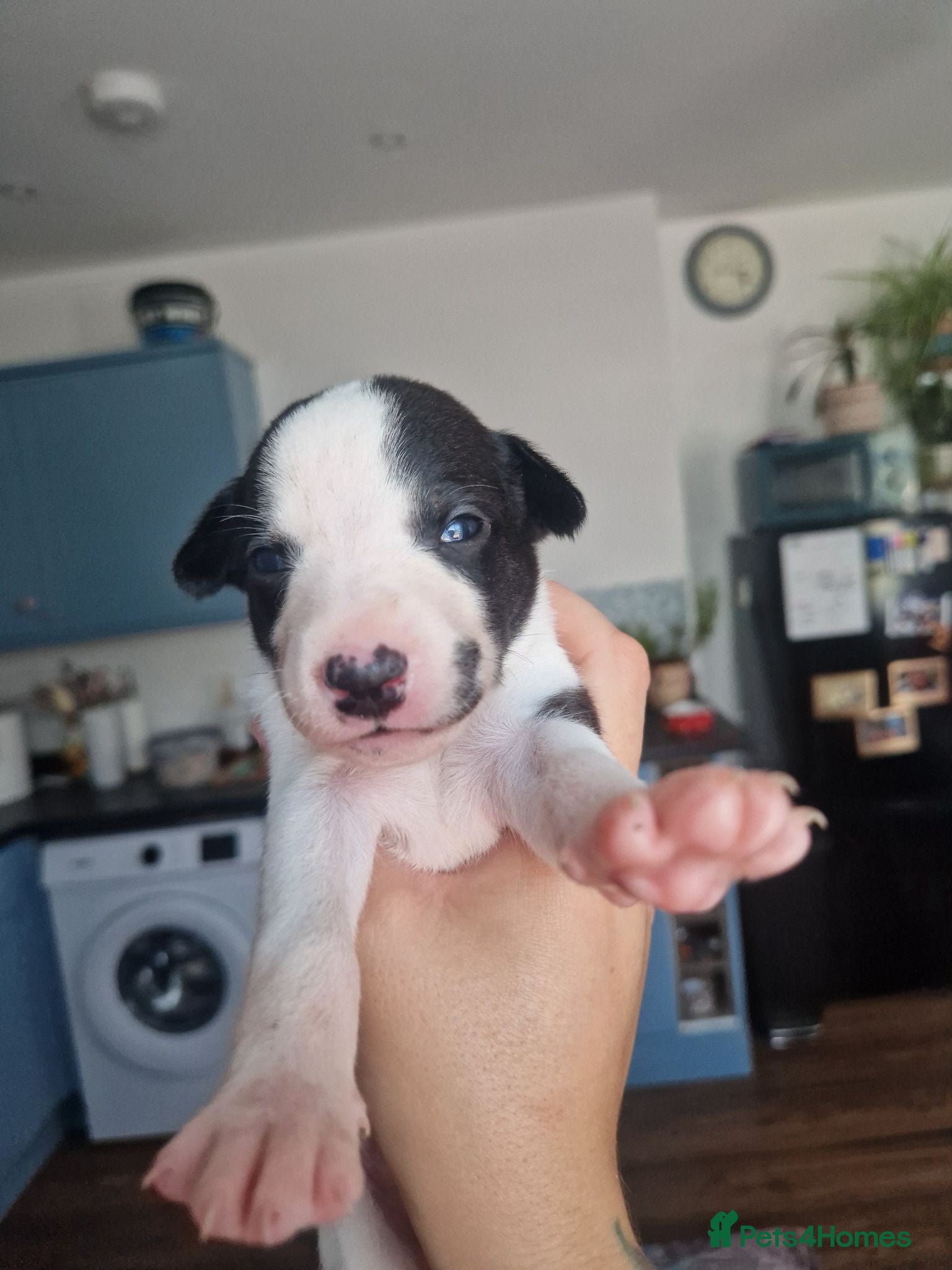 Whippet dogs Parti Whippet Puppies  - Advert 4