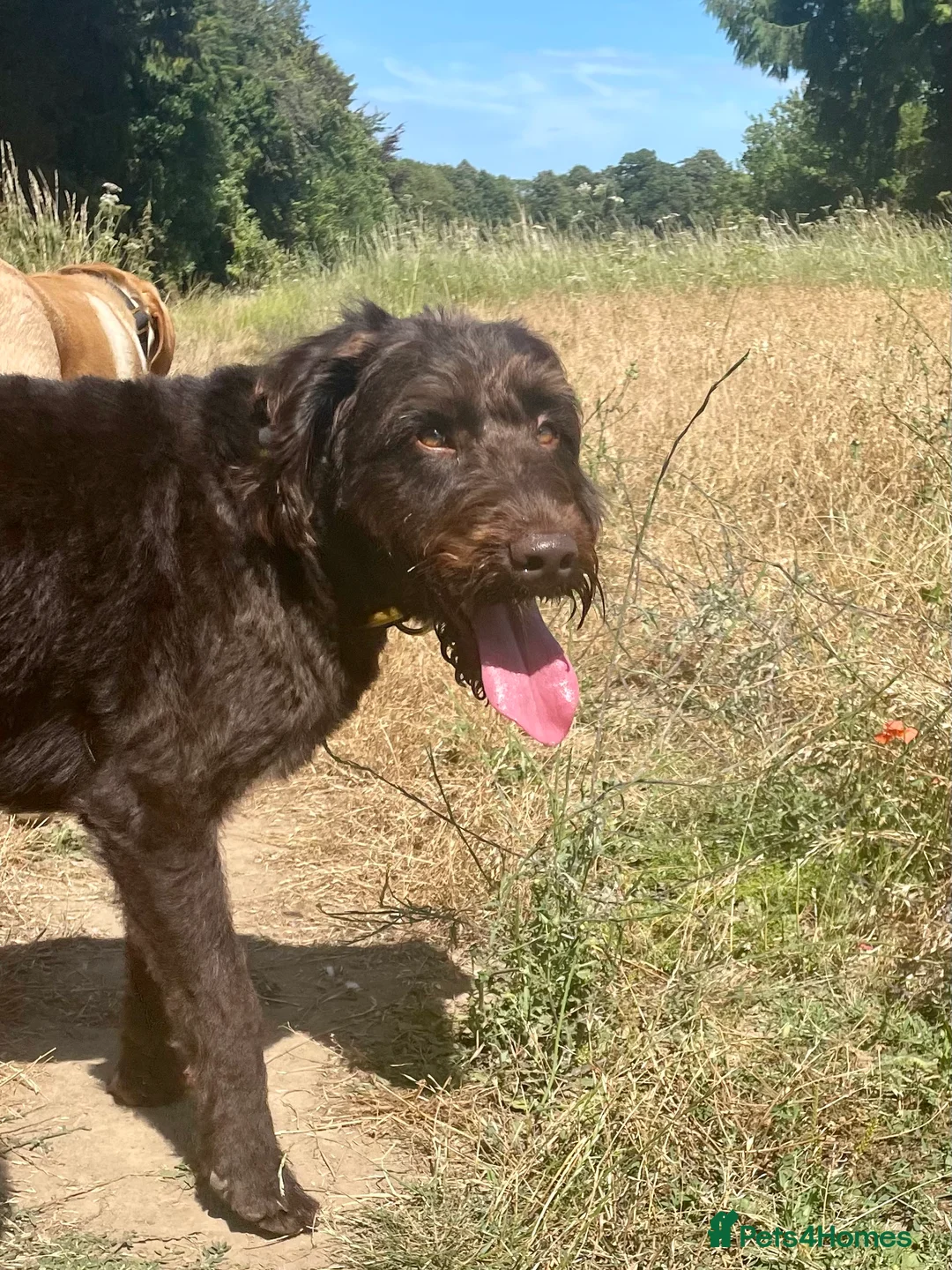 Labradoodle dogs for stud: F1 Labradoodle Stud - Proven in Maidstone - Advert 8