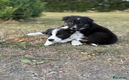 Welsh Collie dogs for sale: Beautiful Welsh Collie Puppies FOR SALE - Image 10