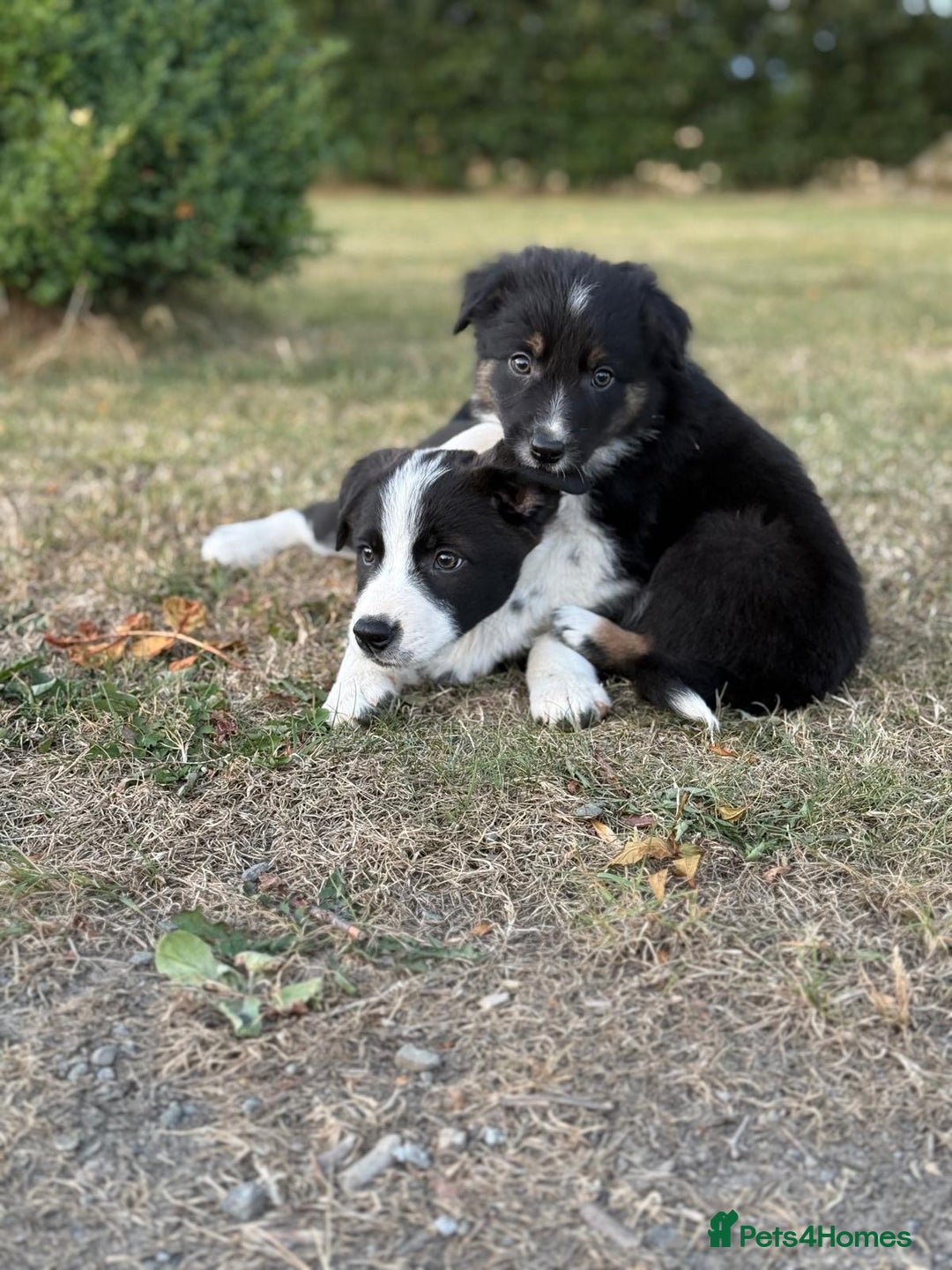 Welsh Collie dogs for sale: Beautiful Welsh Collie Puppies FOR SALE - Image 10