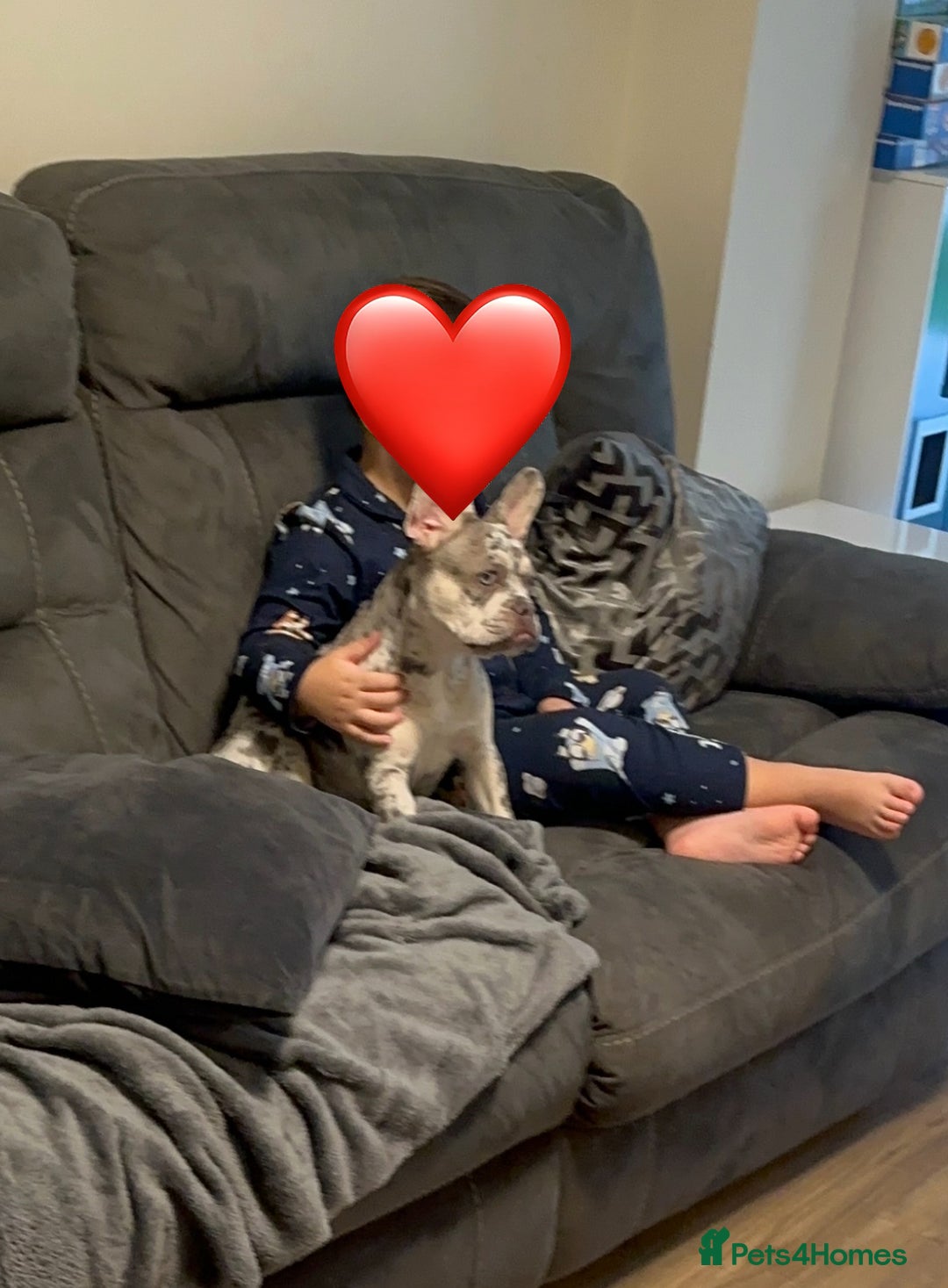 French Bulldog dogs for sale: Merle French bulldog  - Advert 4