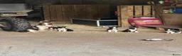 Border Collie dogs for sale: Border collie puppies  in Crianlarich - Advert 8