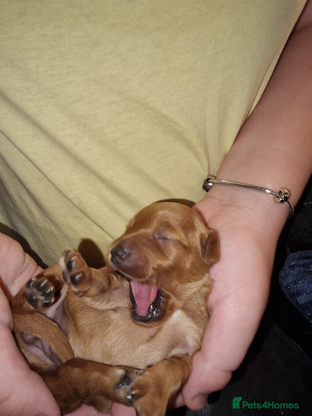 Cockapoo dogs for sale: ✨️ Beautiful F1B Cockapoo Puppies✨️ - Image 4