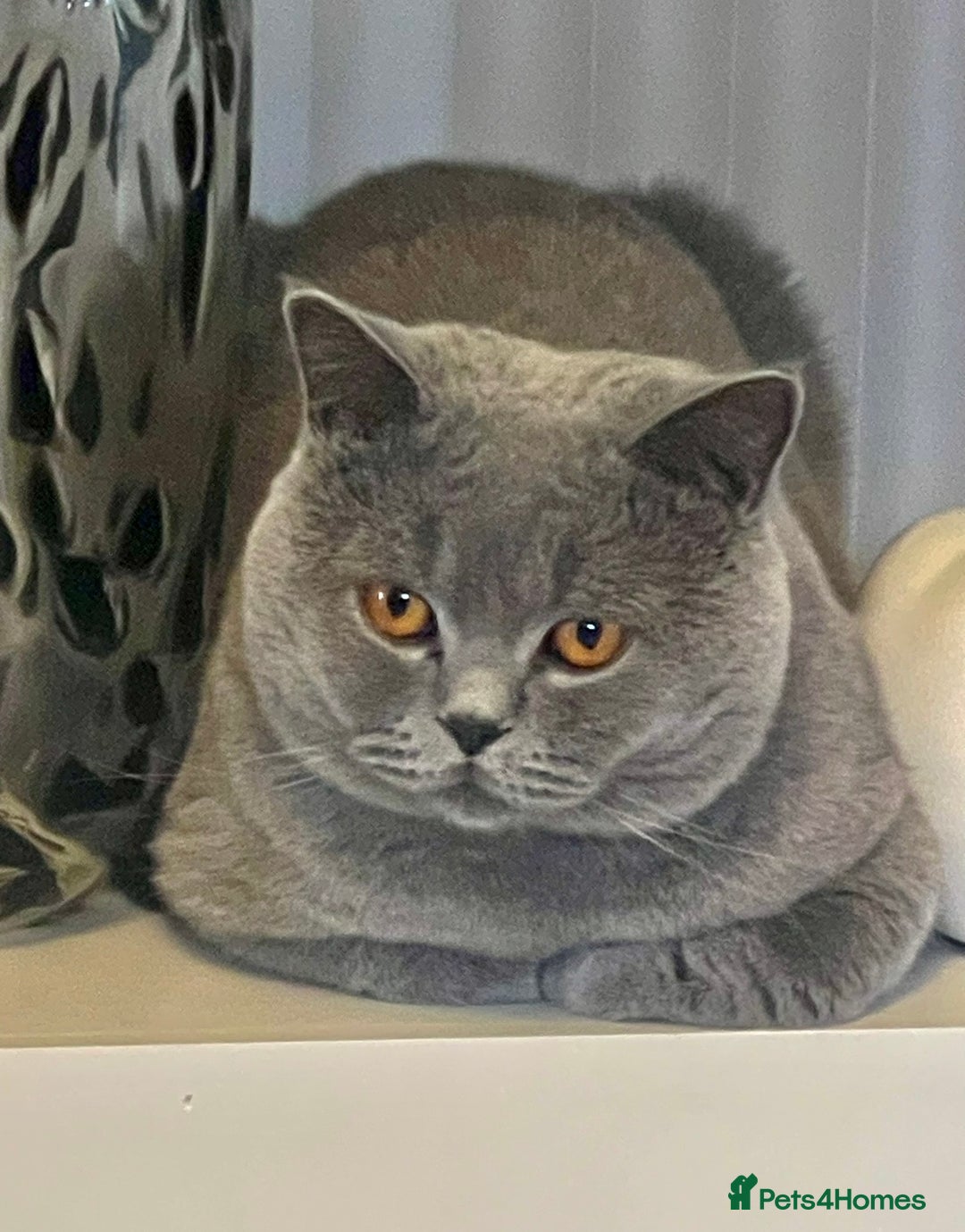 British Shorthair cats for stud: STUNNING GCCF REGISTERED PROVEN STUD - Advert 2