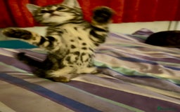Bengal cats for sale: Bengal X Kittens - Image 7