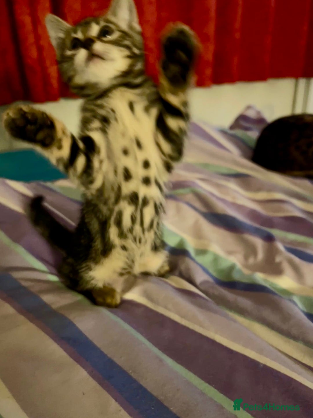Bengal cats for sale: Bengal X Kittens - Image 7