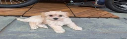 Maltipoo dogs for sale: Stunning Maltipoo puppies for loving homes - Advert 12
