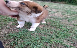 Border Collie dogs for sale: 7 border collie pups 🌟  - Image 21