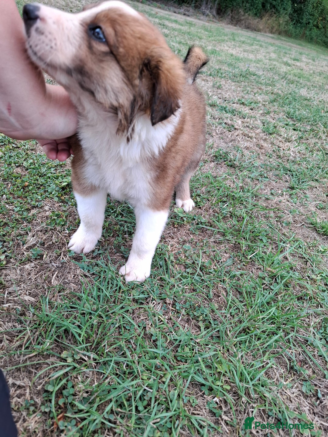 Border Collie dogs for sale: 7 border collie pups 🌟  - Image 21