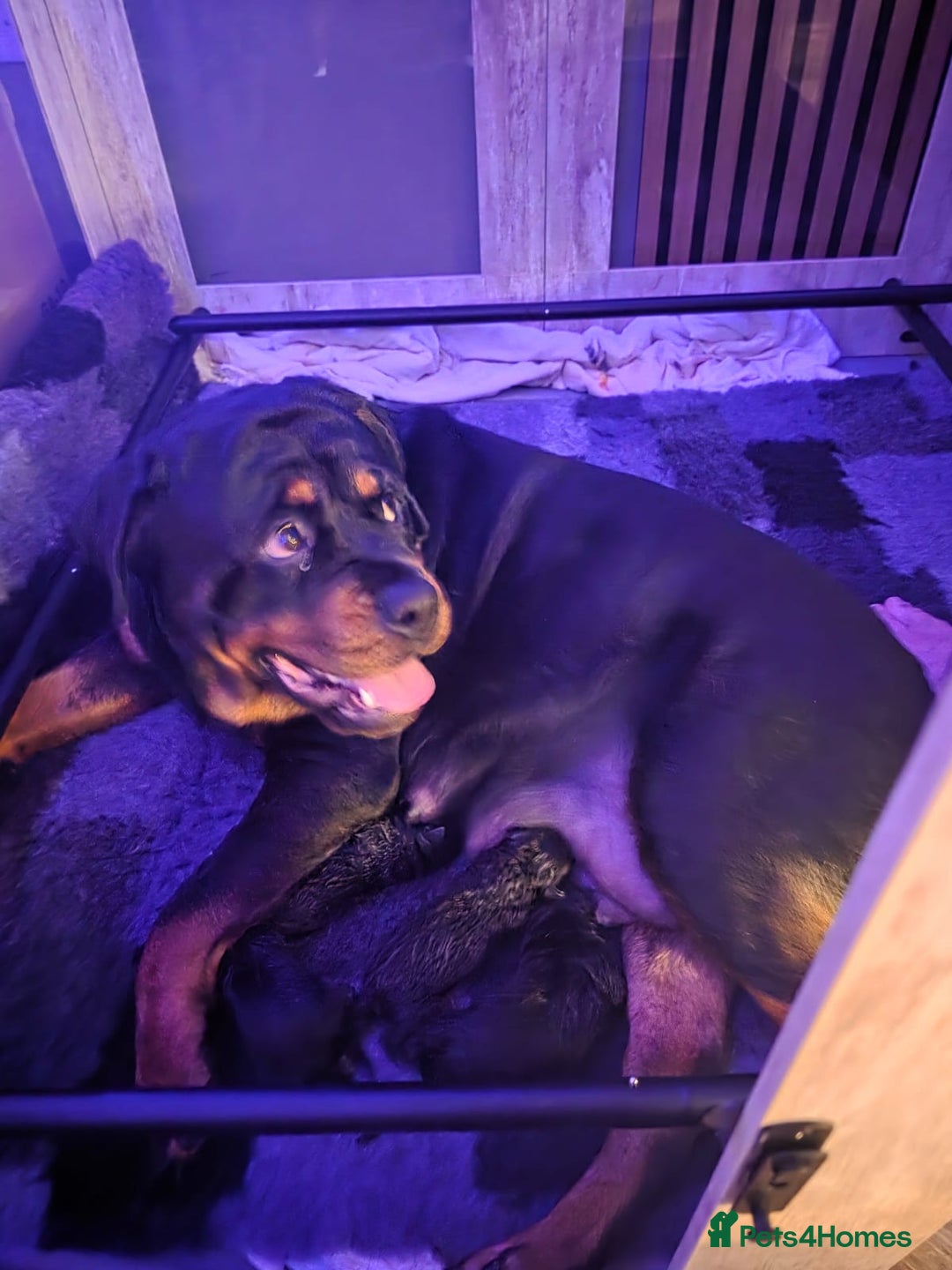 Rottweiler dogs for sale: Beautiful chunky Rottweiler puppies  - Advert 6