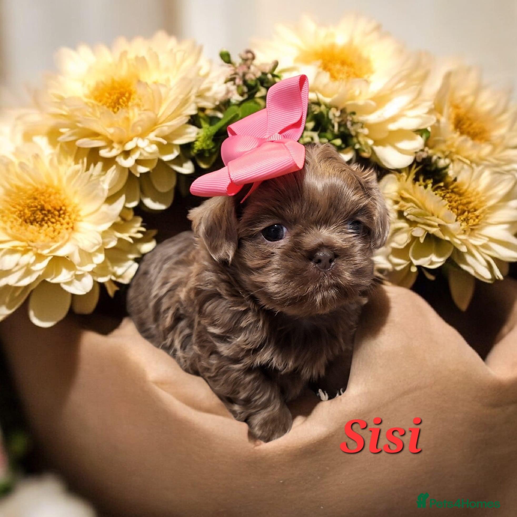 Shih Tzu dogs Beautiful Imperial Shih Tzus  - Advert 2