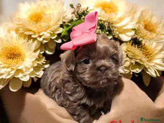 Shih Tzu dogs Beautiful Imperial Shih Tzus - Advert 2