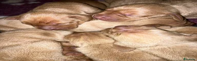Hungarian Vizsla 1
